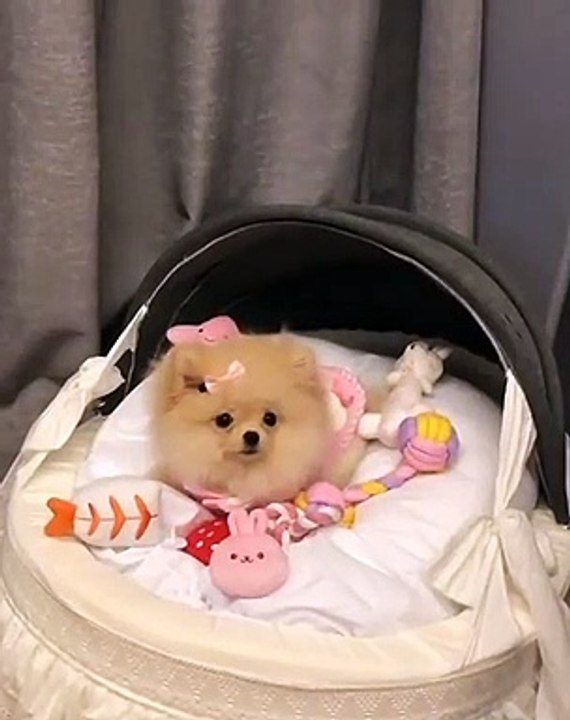 Cute Dog - #30