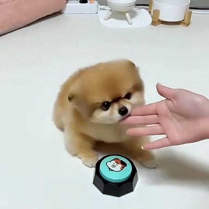 Cute Dog - #31