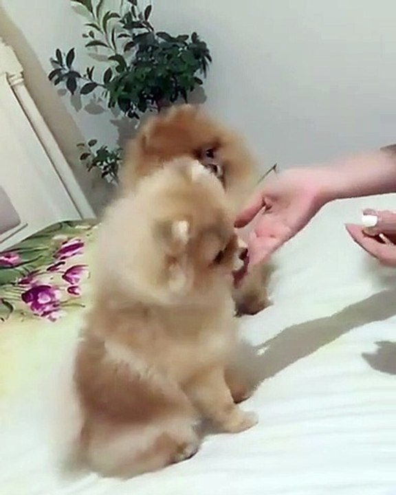 Cute Dog - #32