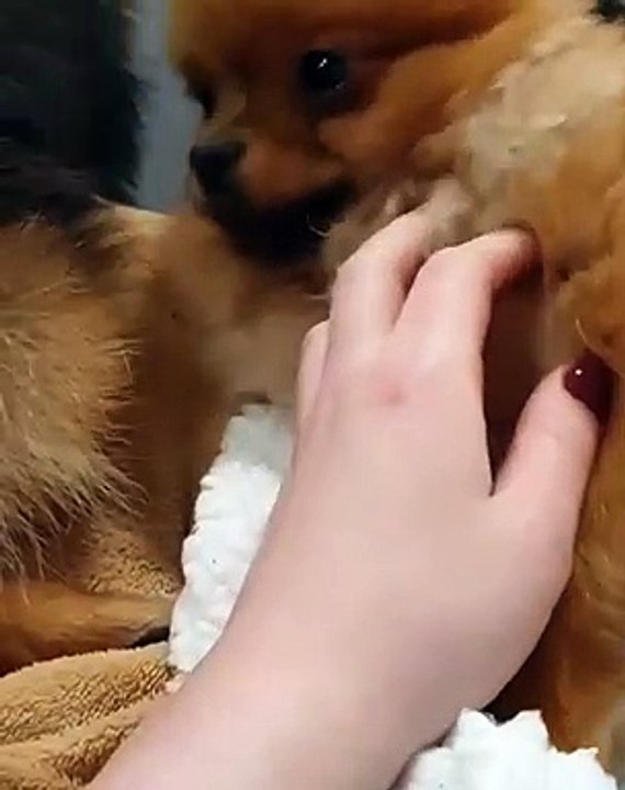Cute Dog - #35
