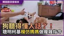 特技寵物篇9-1》狗聽得懂人話？！ 聰明柯基「模仿媽媽」做複雜指令
