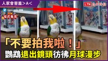 特技寵物篇9-5》「別拍人家啦！」可愛鸚鵡學月球漫步 倒退離開鏡頭