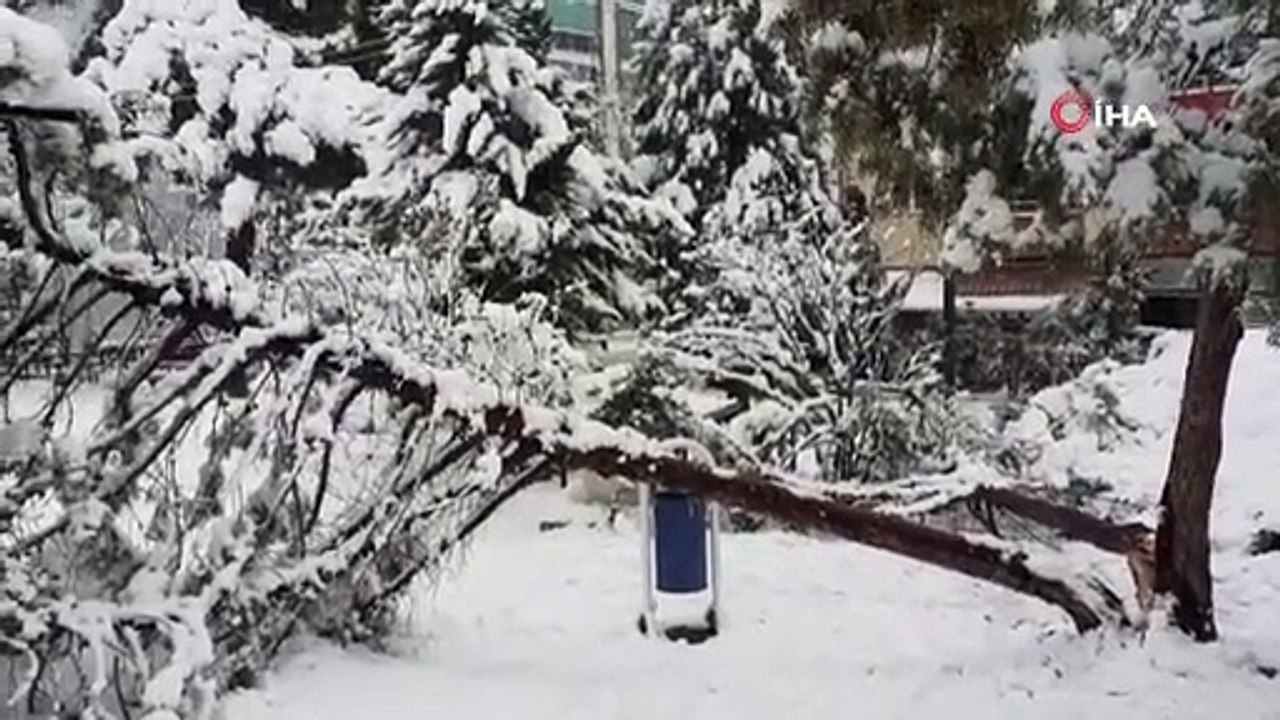 Kar yağışına dayanamayan ağaçlar kökünden sökülerek devrildi