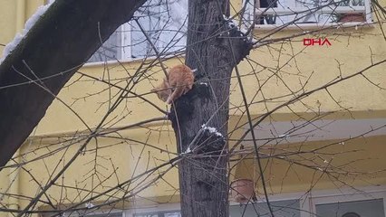 AĞAÇTA MAHSUR KALAN KEDİYİ İTFAİYE KURTARDI
