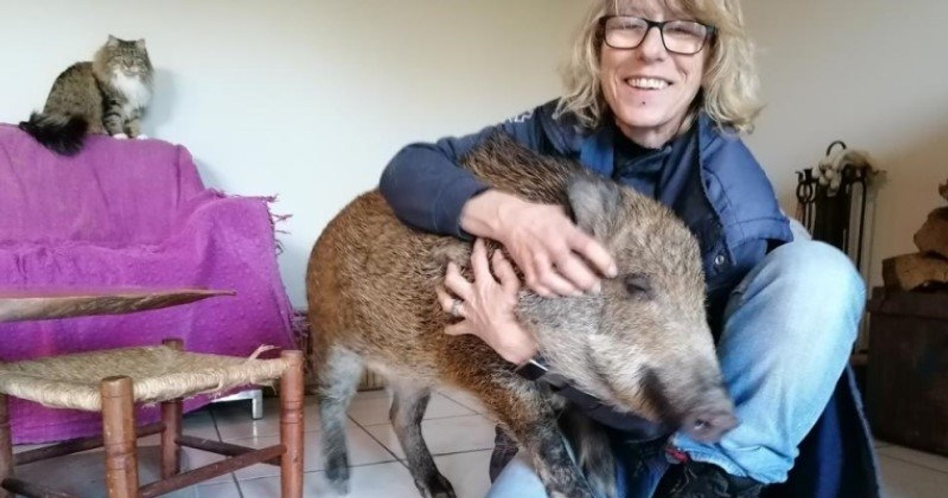 Lot-et-Garonne : elle obtient la garde du marcassin qu'elle a recueilli chez elle, après cinq mois de bataille juridique