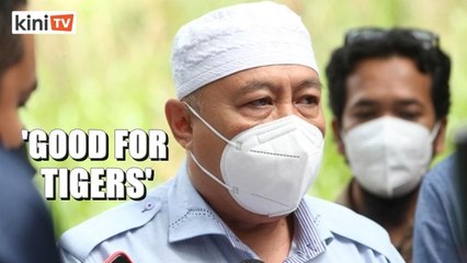 K'tan Forestry director: Deforested area good for tigers, easier for them to hunt