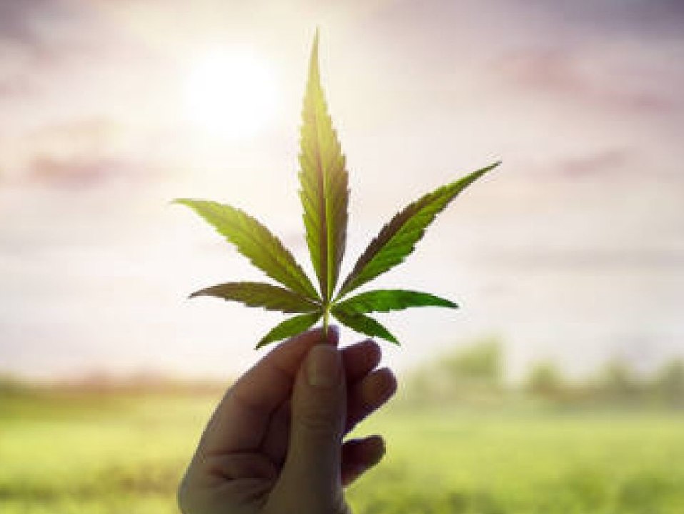 Deutsche Bauern machen sich fit für Cannabis-Anbau