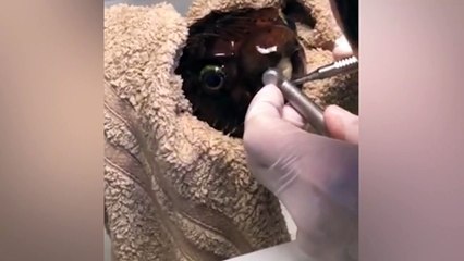 Pufferfish goes to the dentist