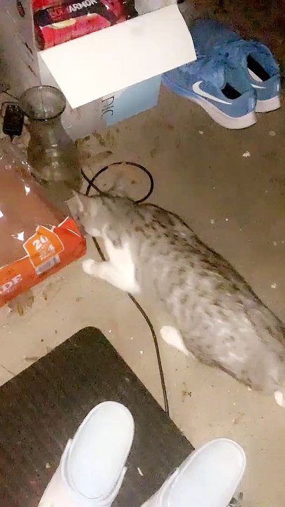 Kitty Gives Human an Unexpected Present