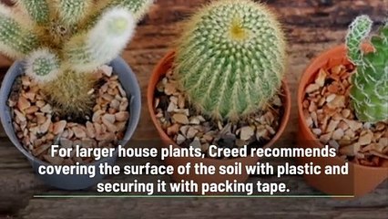 Moving Plants to a New Home? Here are Things You Should Know