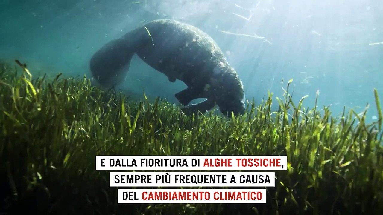 Cosa sono i lamantini e perché il cambiamento climatico li mette in pericolo