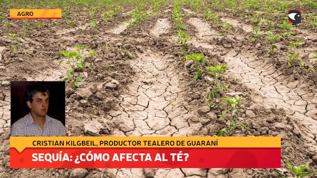 Sequía: ¿Cómo afecta al té?