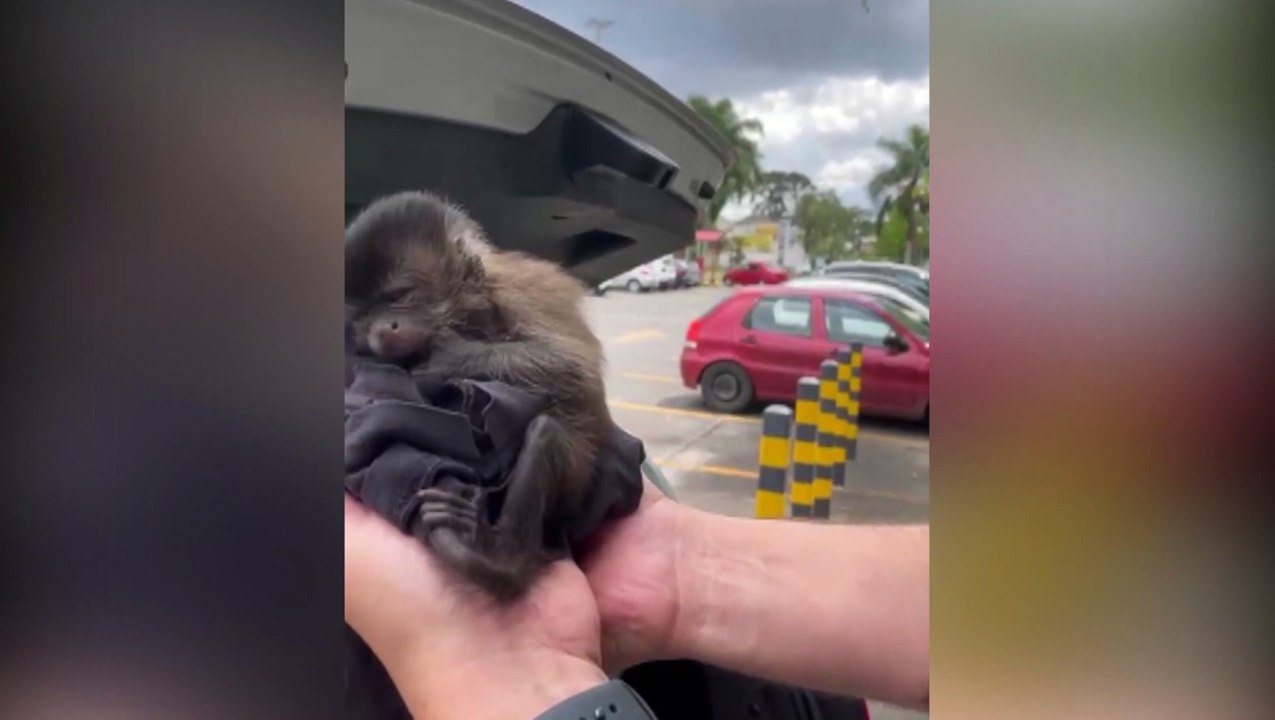 Tráfico de animais: Delegado salva macaco-prego que estava sendo revendido em Curitiba