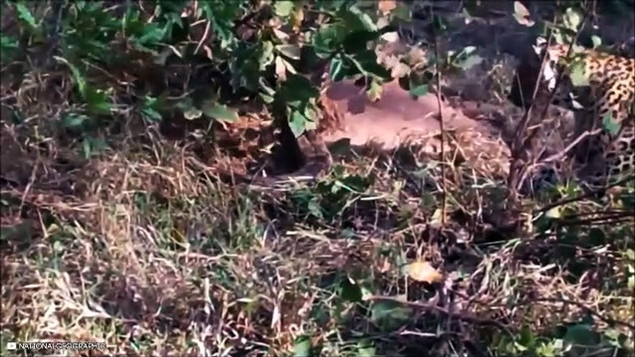 Macan Vs Ular