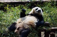 Scientists find explanation as to why pandas are so fat