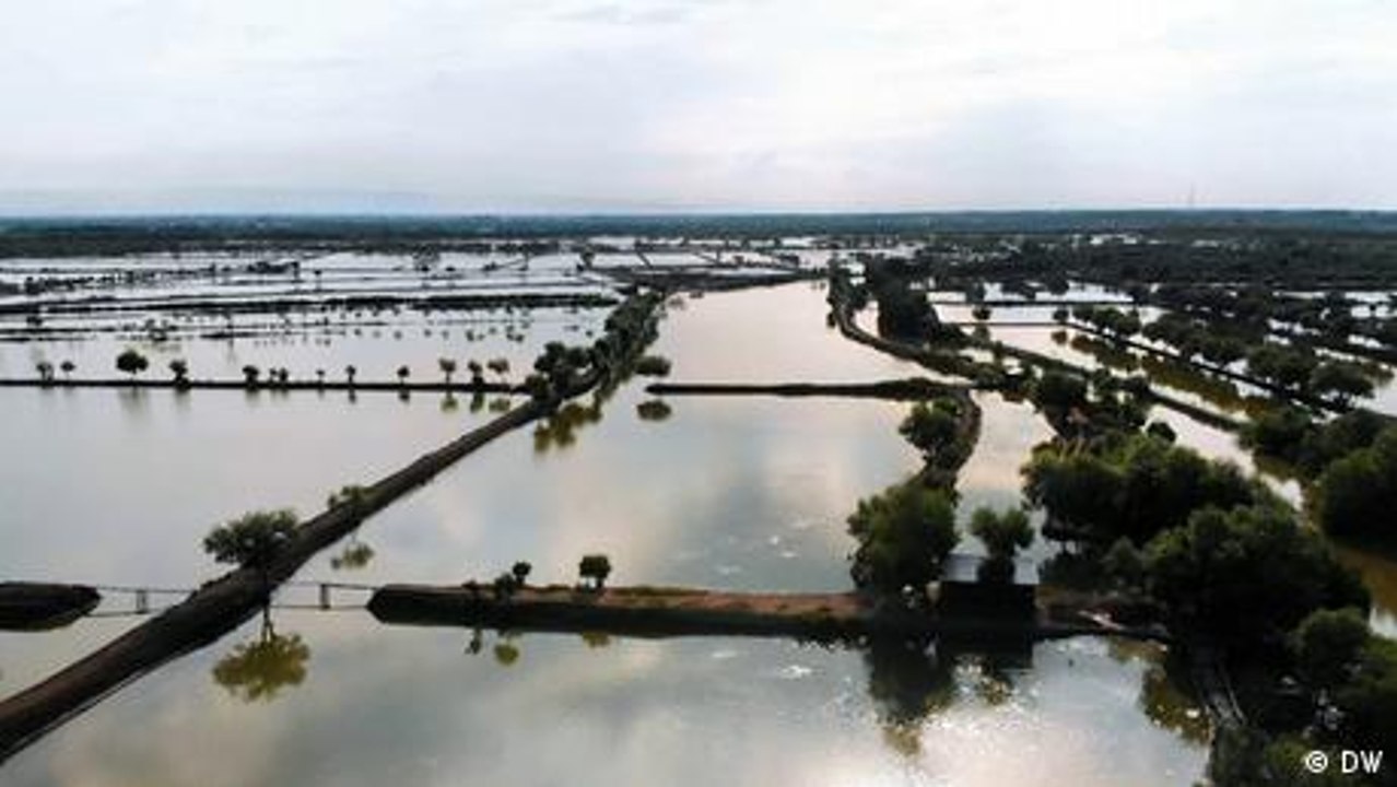 Indonesien: Mangrovenwälder sichern das Überleben