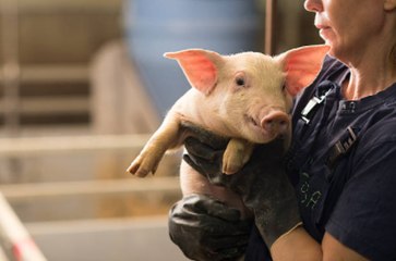 Des reins de porc génétiquement modifiés ont été transplantés chez un patient humain