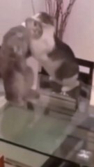 Cats performing WWE stunts- Funny video
