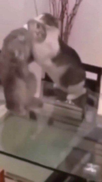 Cats performing WWE stunts- Funny video
