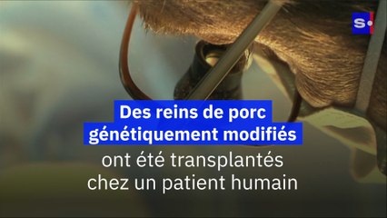 Des reins de porc génétiquement modifiés ont été transplantés chez un patient humain