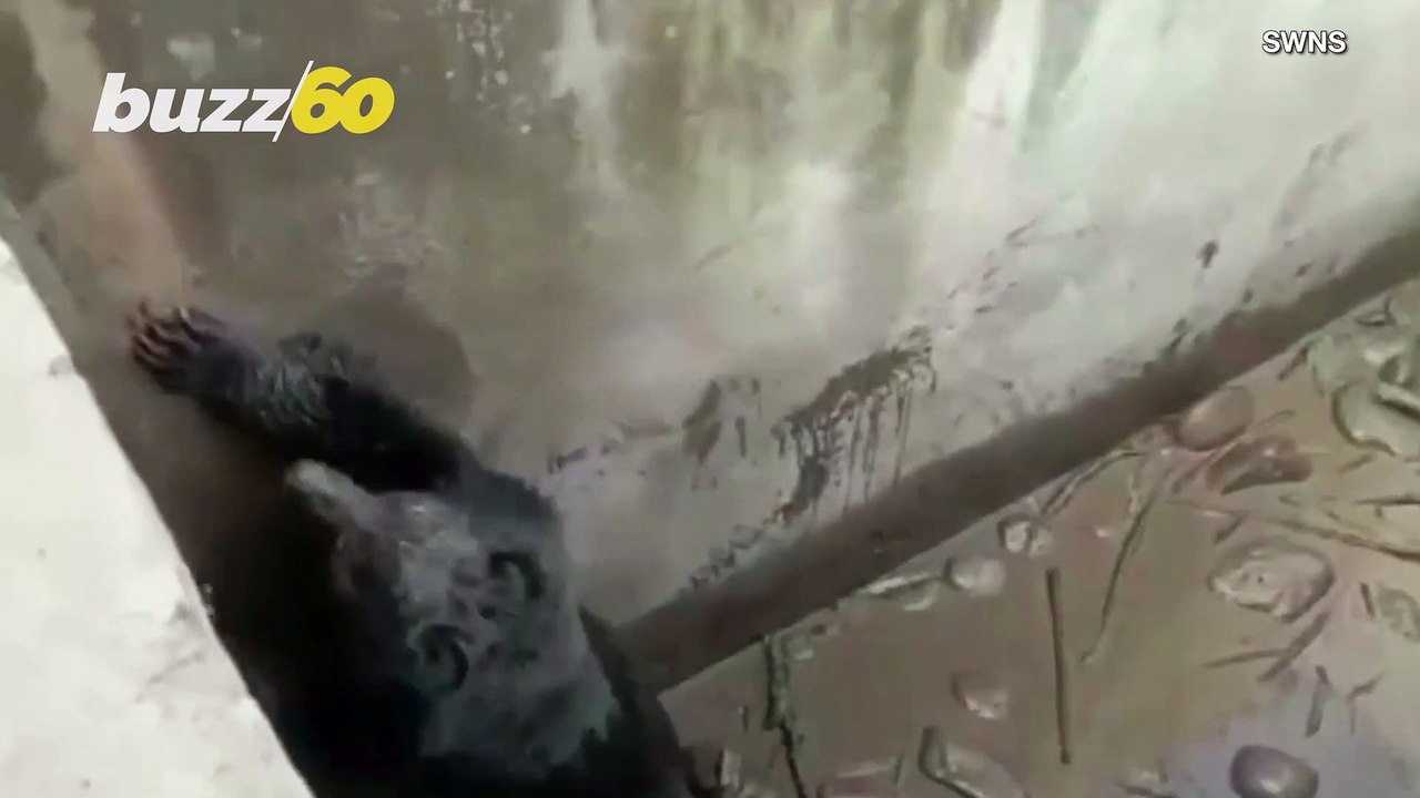 Must-See! Grumpy Bear That Fell Into Water Tank Rescued by Locals in India!