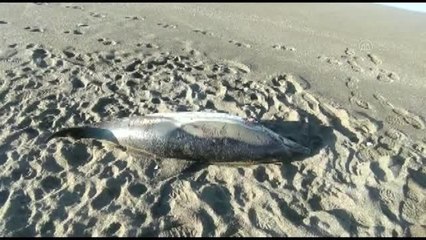 Son dakika haberleri: Ölü yunus kıyıya vurdu