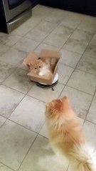 Kitty Goes for a Ride on Roomba