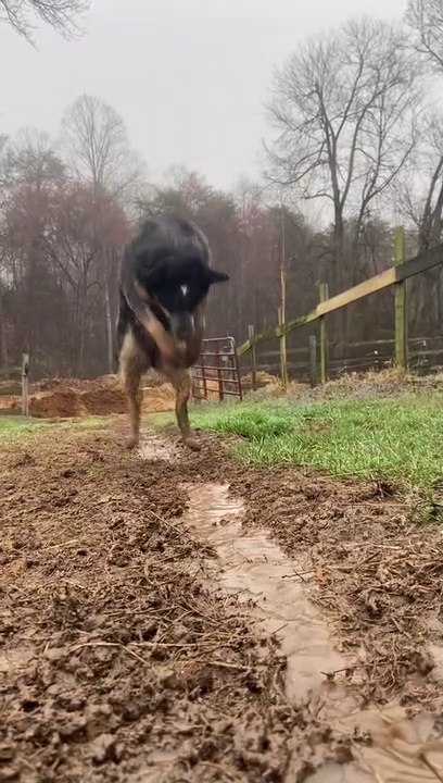 Begini cara anjing'menggali parit