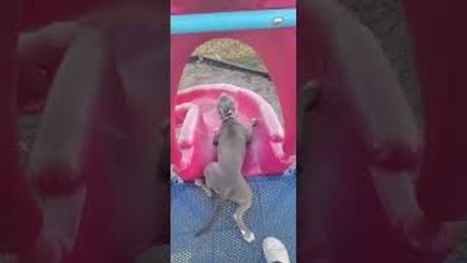Cute Puppy Archero's Playful Slide 🐶