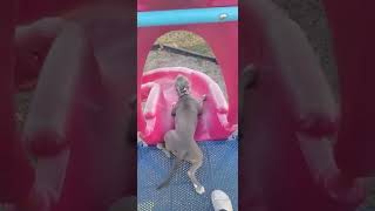 puppy slides