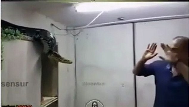 Il capture un gros serpent à mains nues