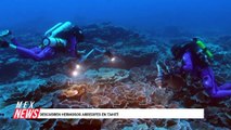 DESCUBREN HERMOSOS ARRECIFES EN TAHITÍ