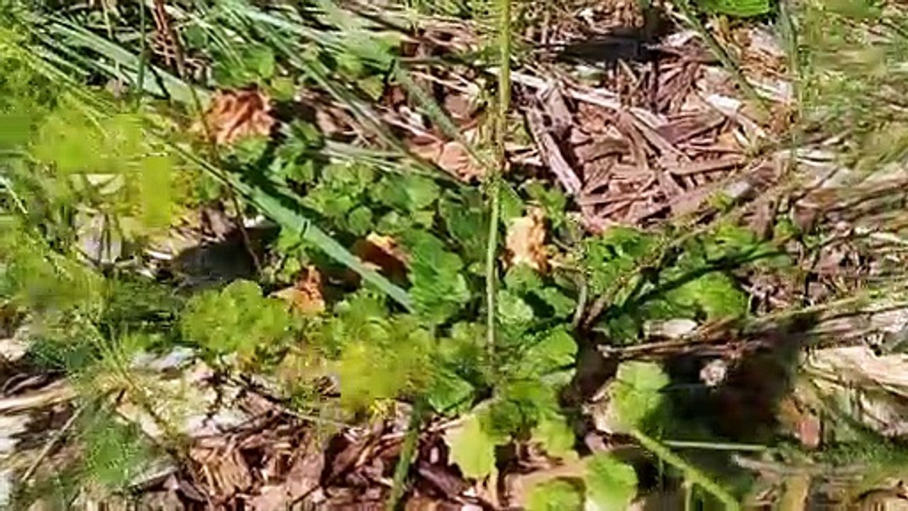Asparagus Explosion...Crowns Have Produced Multiple Stalks