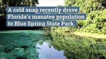 Record Number of Manatees Gather in Florida State Park Amid Unprecedented Deaths