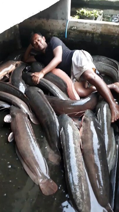 VIRAL Seorang Pria tidur dengan Lele Raksasa