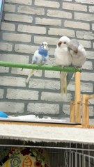 Three Birds Play While Cleaning