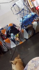 Dog Helps Rock Baby with Rope