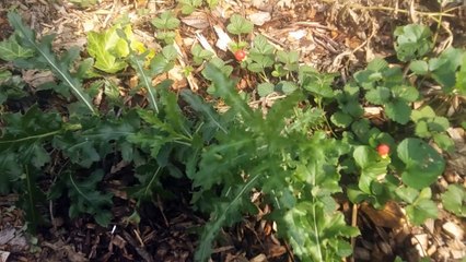 Urban Permaculture Food Forest // Plant Identification