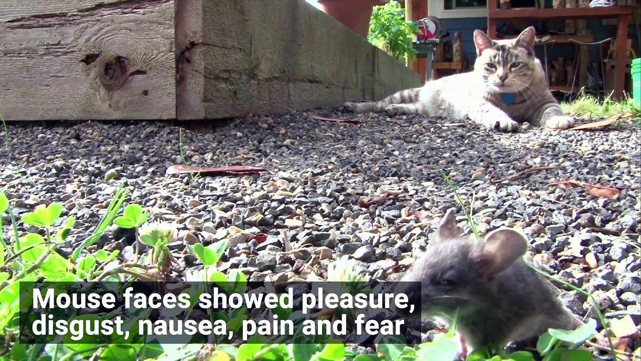 AI Strikes Again! Apparently Mice Have Facial Expressions!