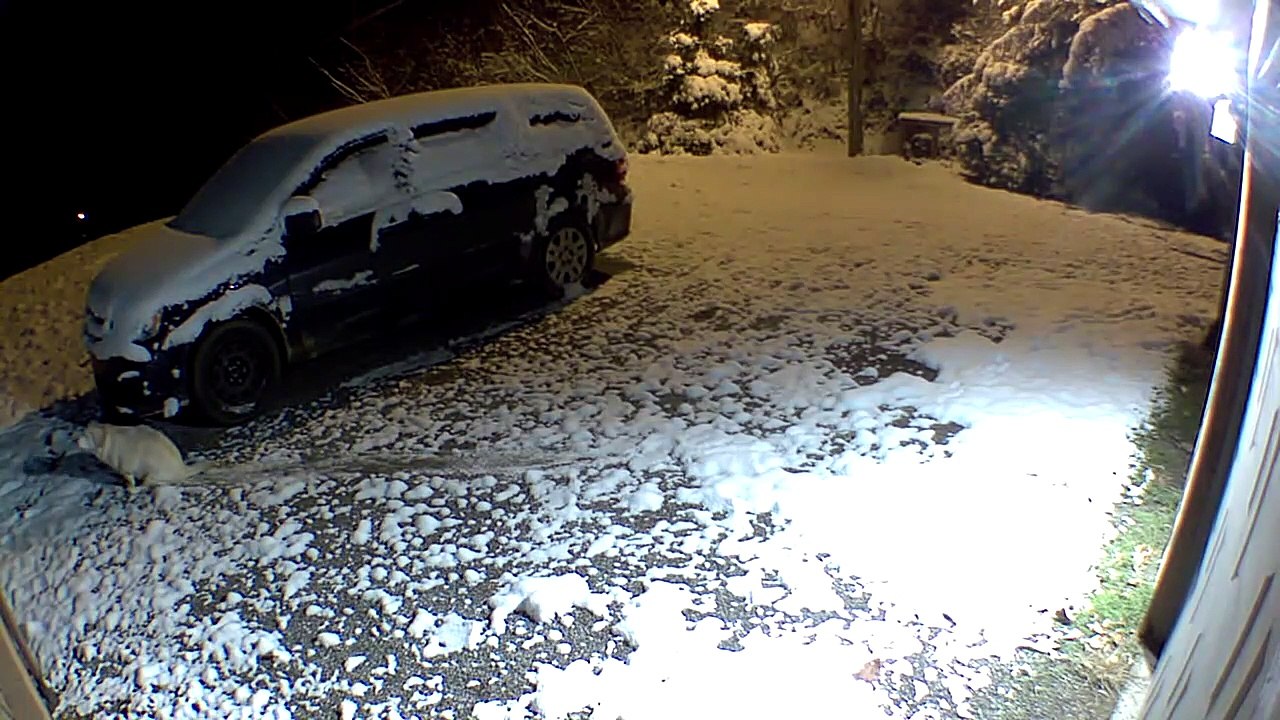Dog Butt Slides Down Snowy Driveway