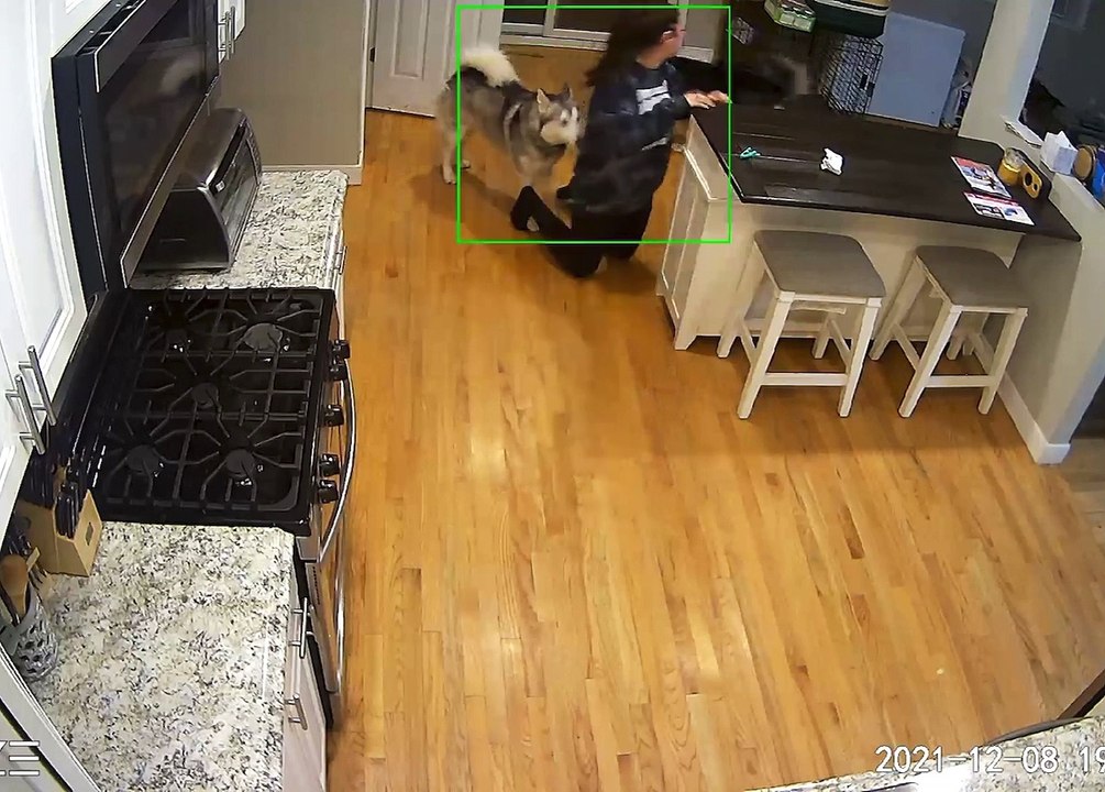Kota With Zoomies Knocks Owner Over