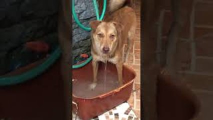 Finally Figuring Out Why the Water Dish is Always Empty