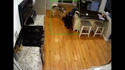 Kota With Zoomies Knocks Owner Over