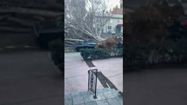 Fallen Tree Totals Car