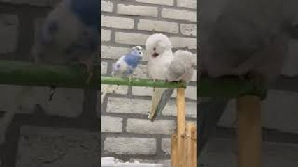 Three Birds Play While Cleaning