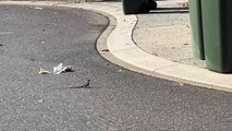 Tata Lizard Runs Straight into Garbage Bin