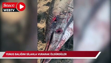 Yunus balığını silahla vurarak öldürdüler