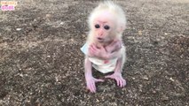 Baby Monkey Sulking