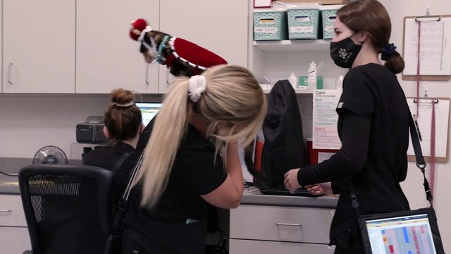 About Insight Veterinary Wellness Center in El Dorado Hills, CA