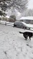 Dog Excited to Catch Snowflakes